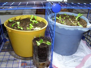 Transplant Day Lettuce