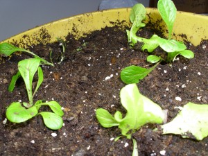 Yellow Bucket Lettuce