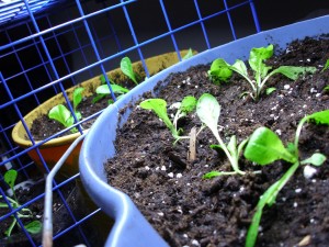 Blue Bucket Lettuce