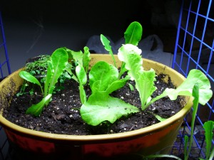 Lettuce Day 32 Yellow