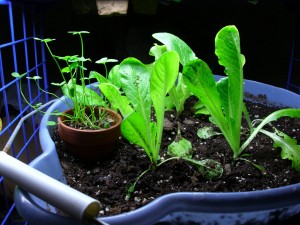 Lettuce Day 32 Blue