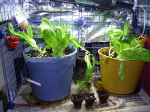 Indoor Garden Day 69