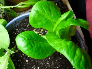 More Caesar Lettuce