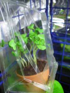 Basil Greenhouse Kit