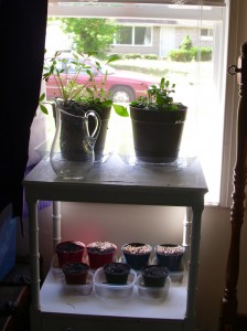 Window Garden 9/4/10 Window Garden 9/4/10